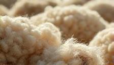 Raw wool under natural light